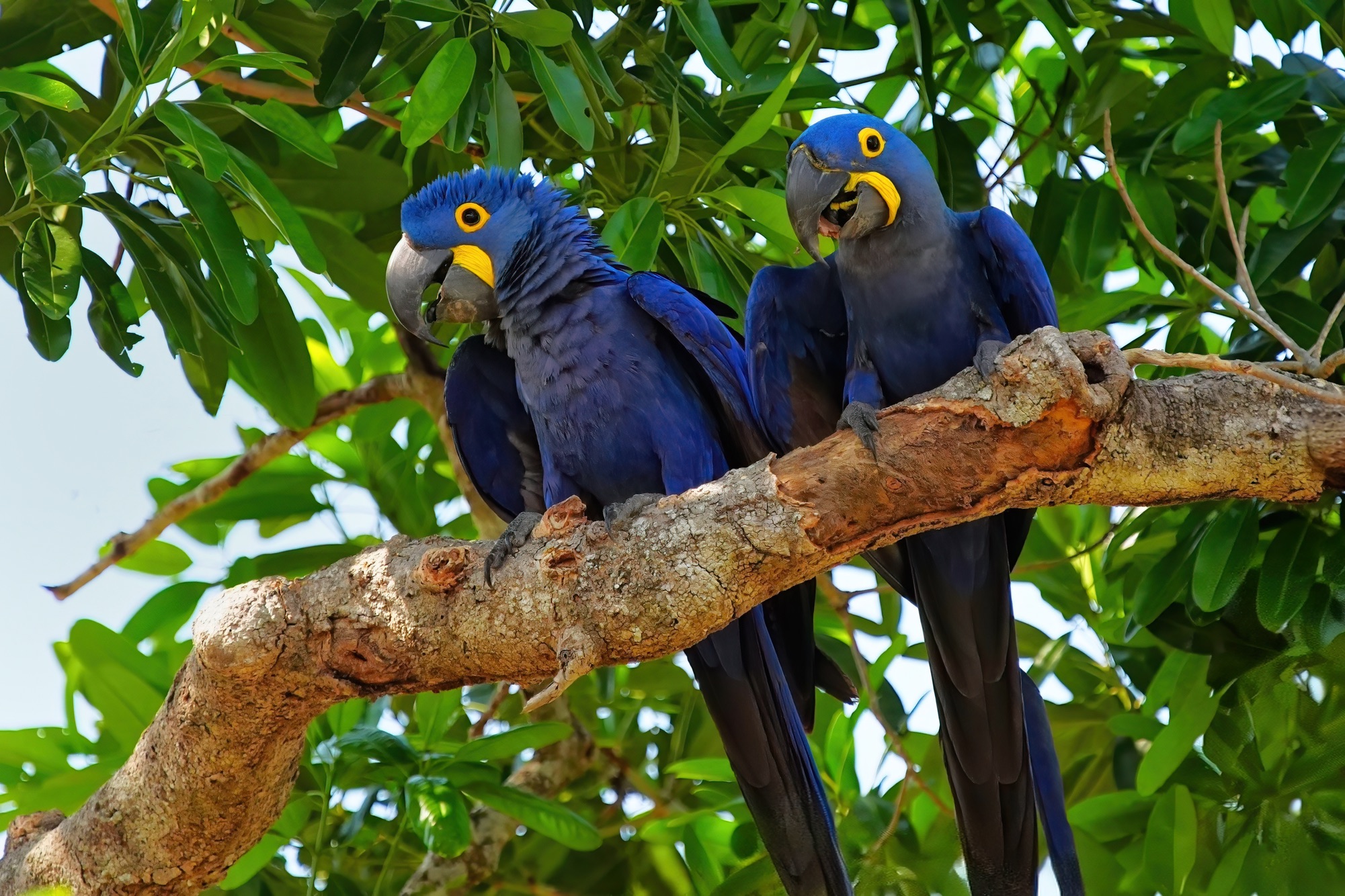 Pantanal photo tour with Don Mammoser