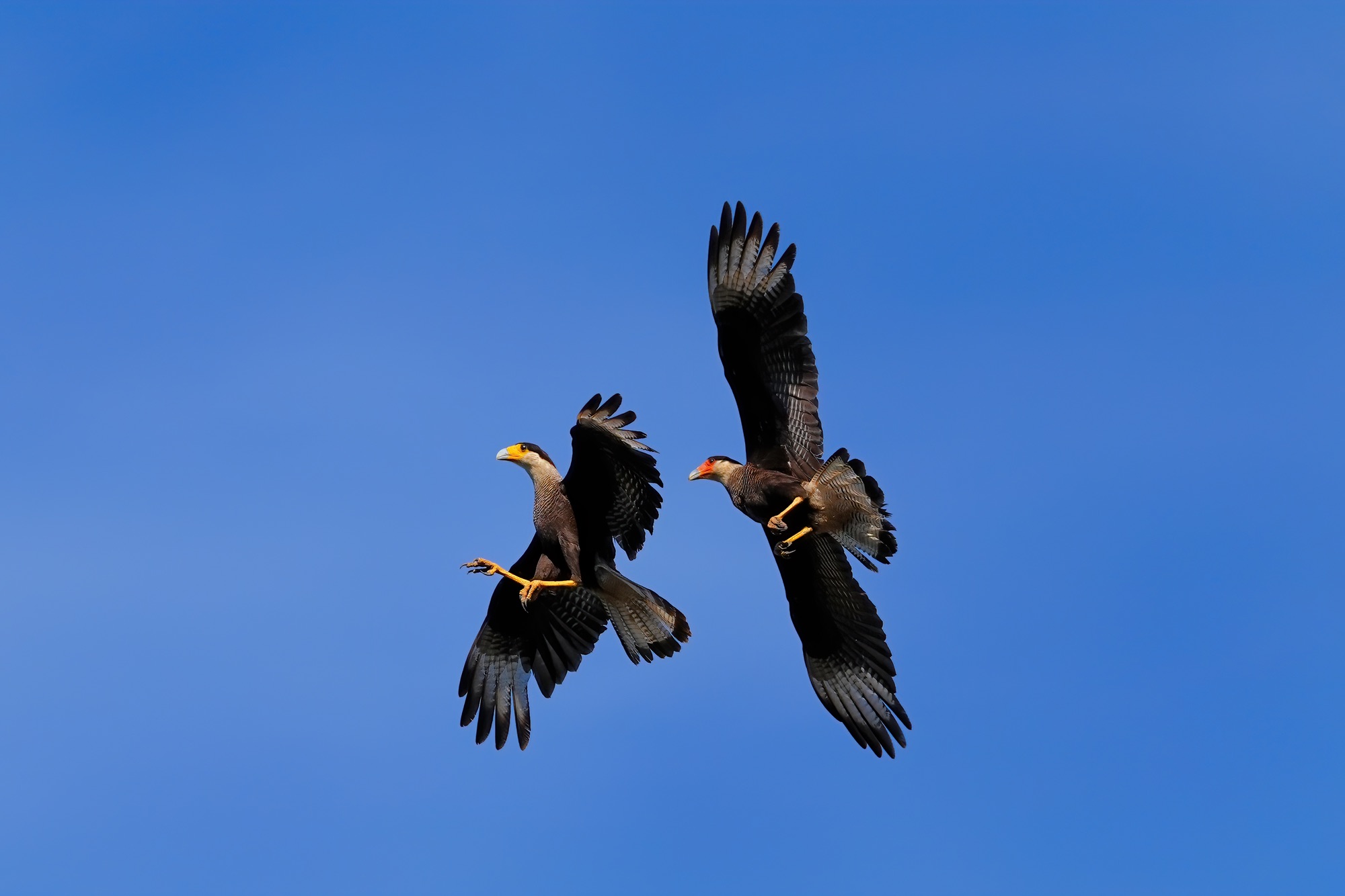 Pantanal photo tour with Don Mammoser