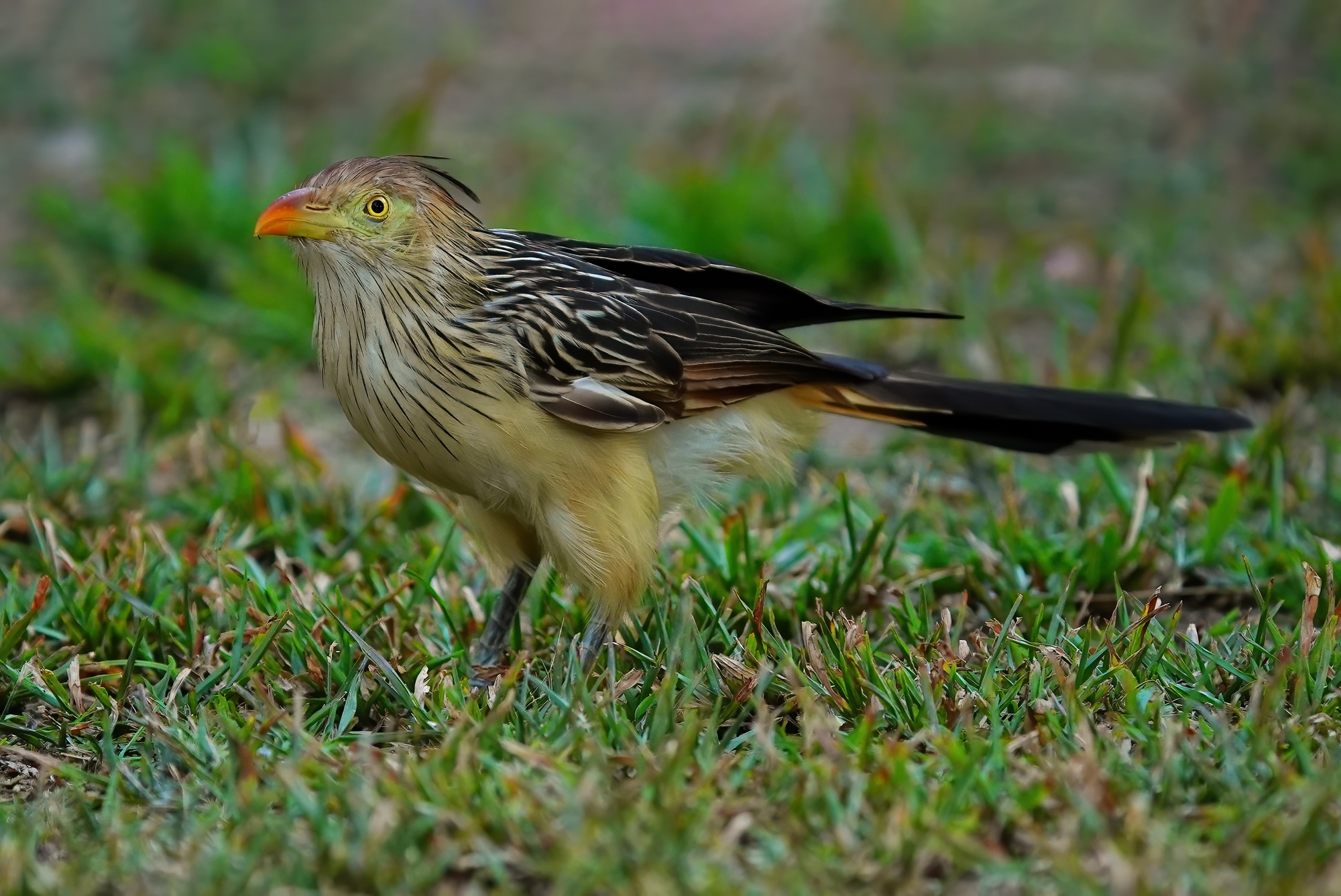 Pantanal photo tour with Don Mammoser