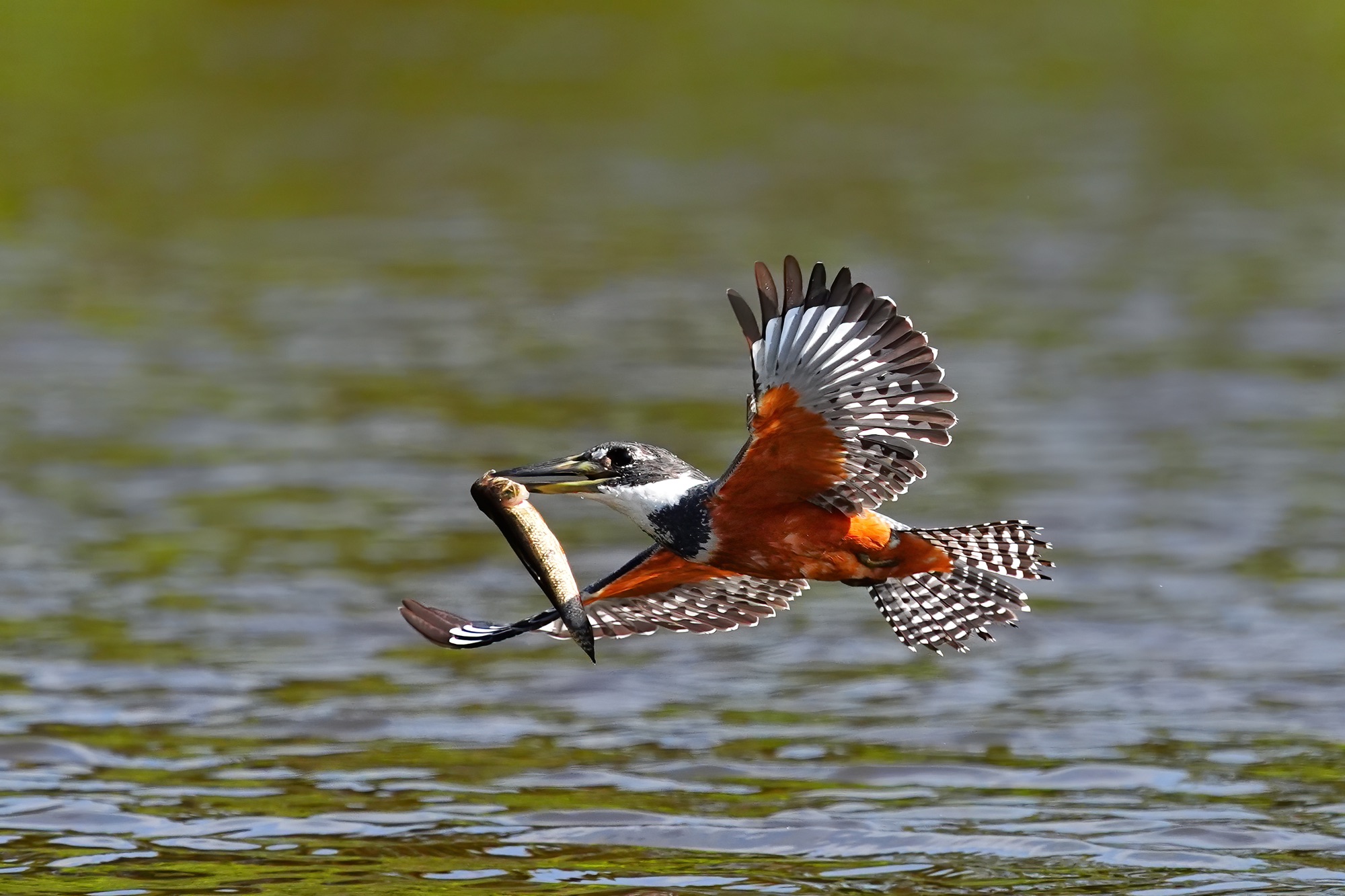 Pantanal photo tour with Don Mammoser