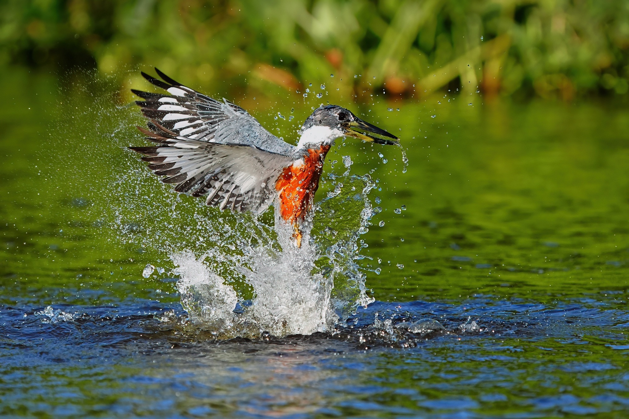 Pantanal photo tour with Don Mammoser