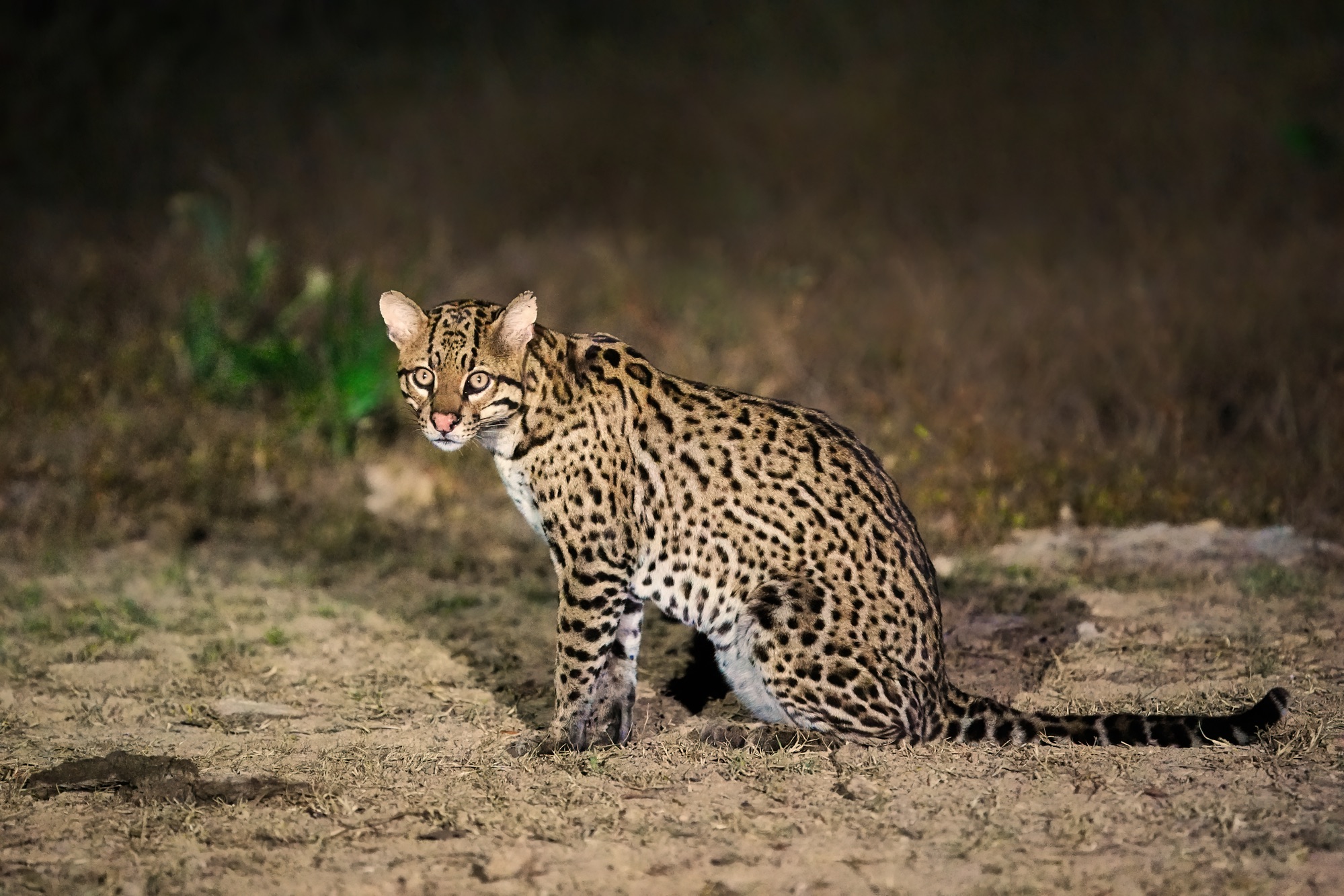 Pantanal photo tour with Don Mammoser