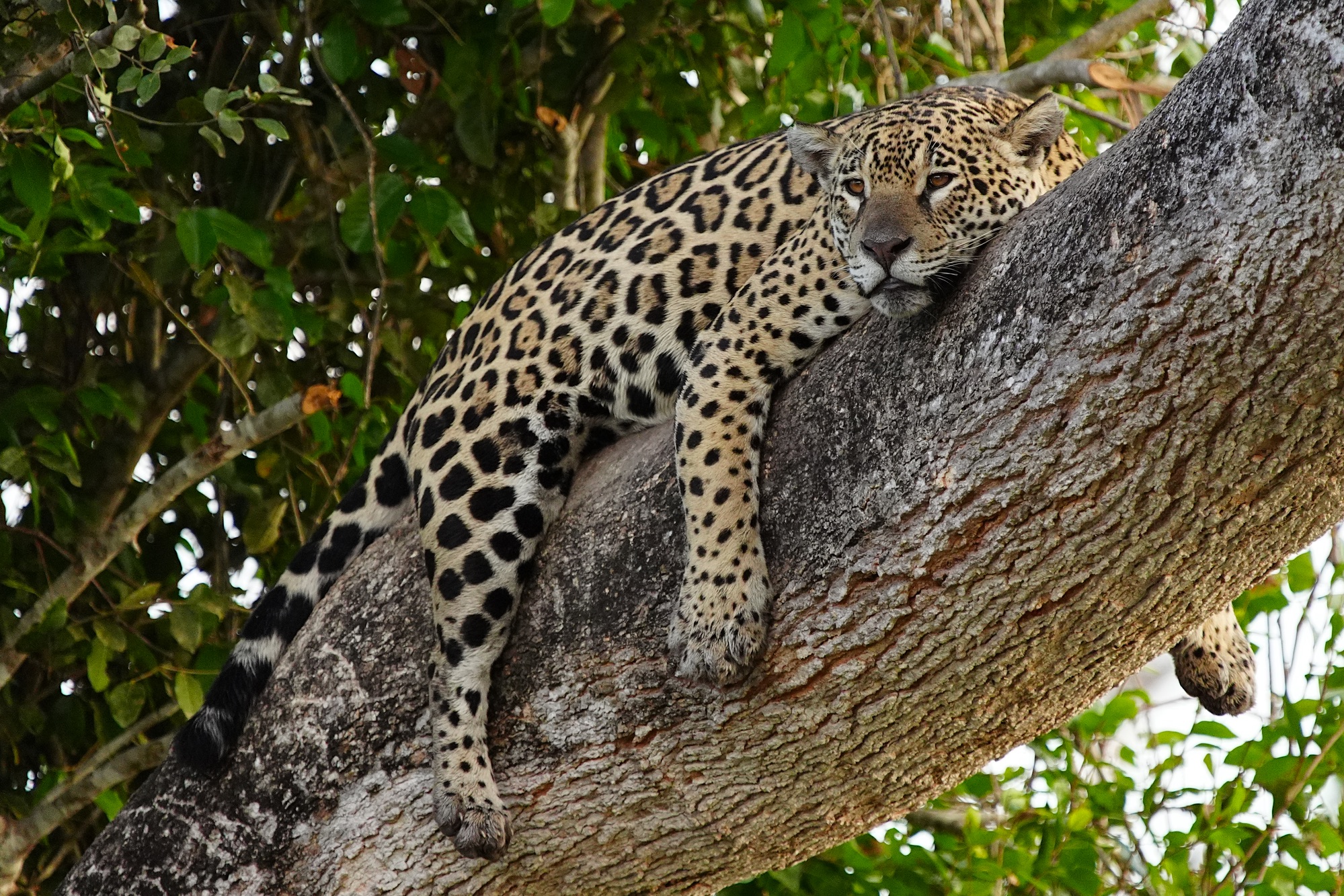 Pantanal photo tour with Don Mammoser