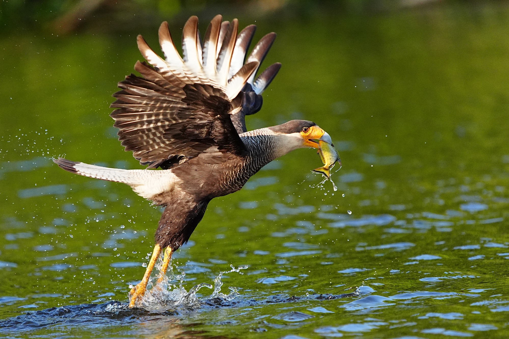 Pantanal photo tour with Don Mammoser