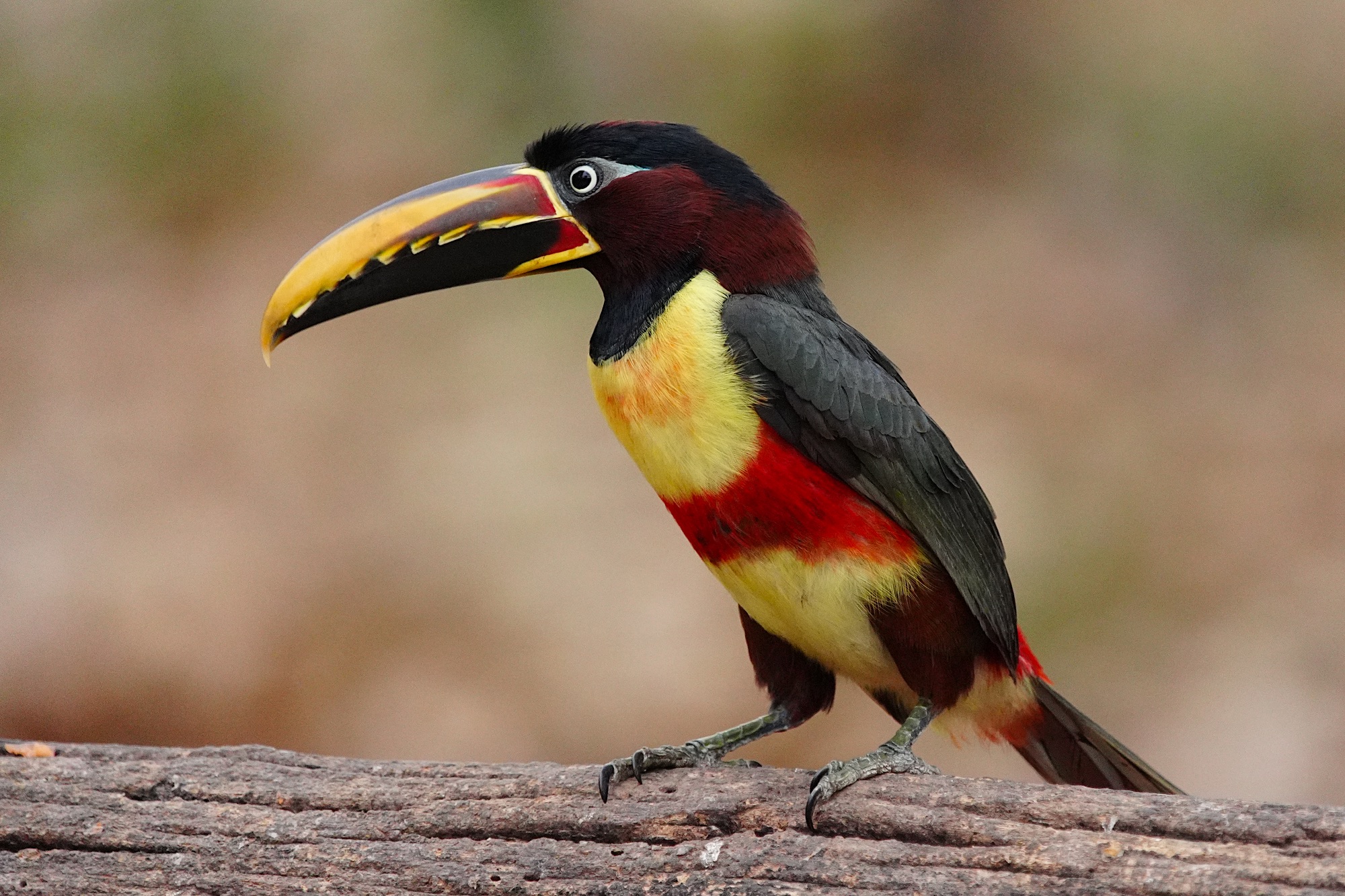 Pantanal photo tour with Don Mammoser