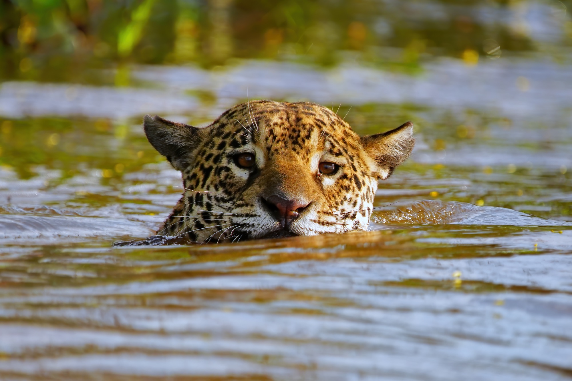 Pantanal photo tour with Don Mammoser