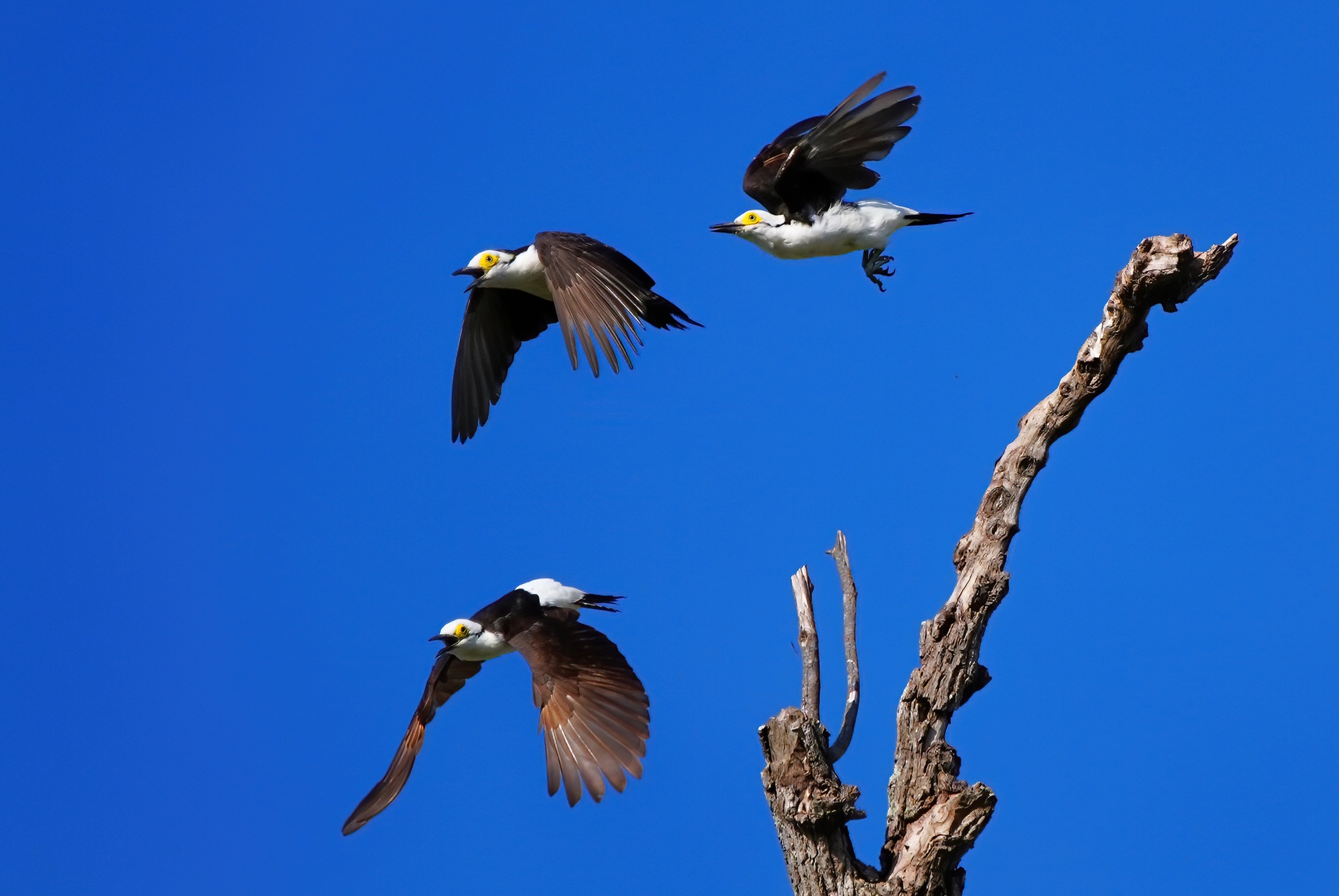 Pantanal photo tour with Don Mammoser