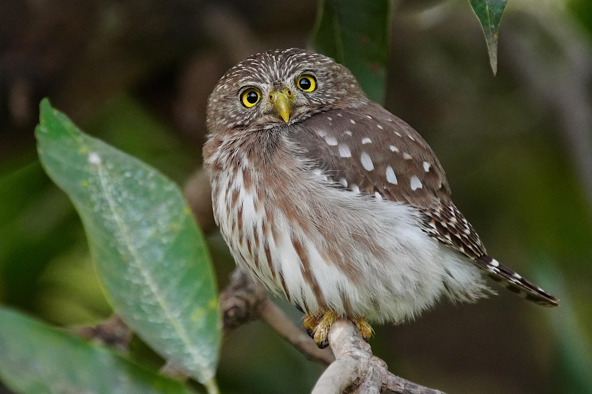 Pantanal photo tour with Don Mammoser