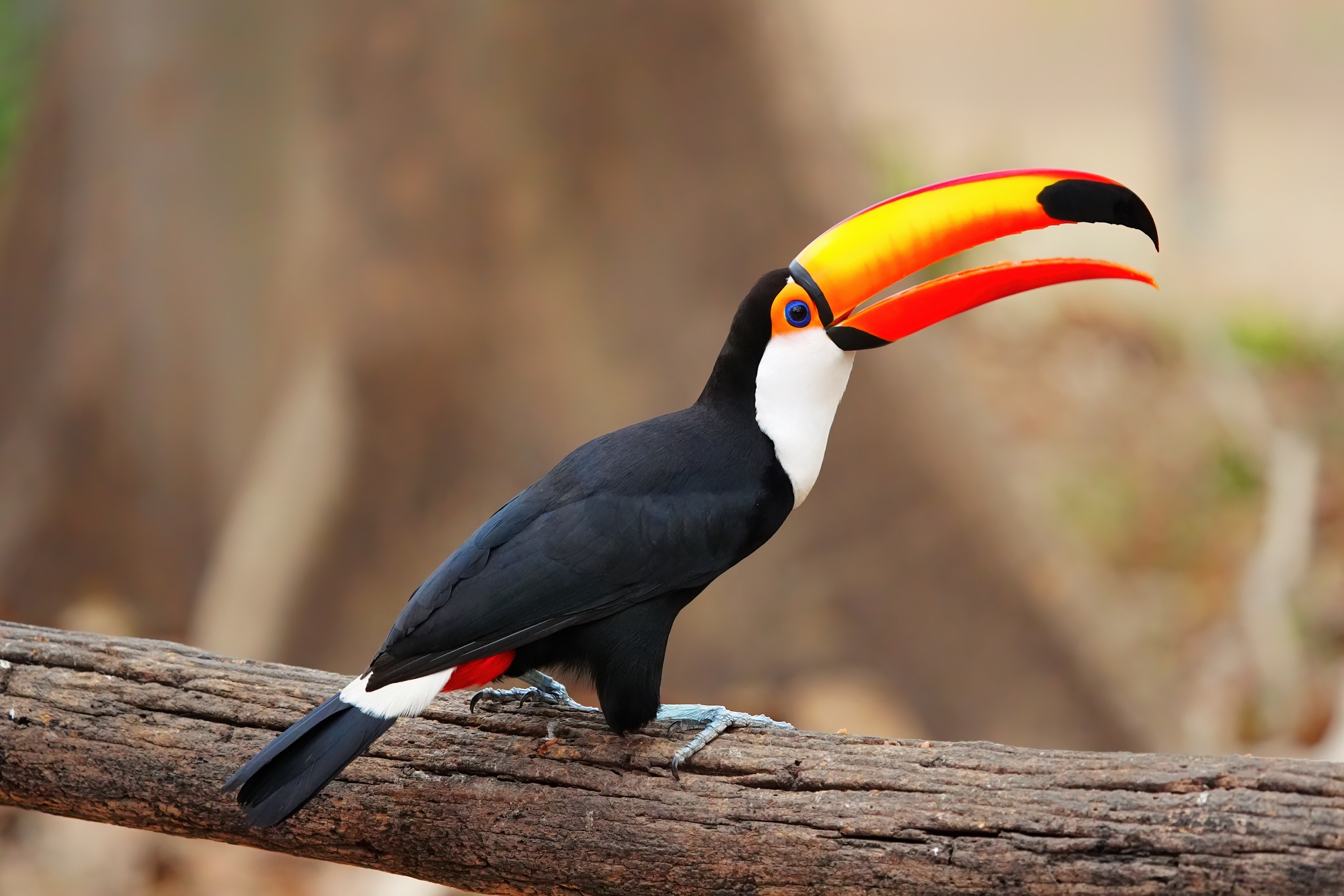 Pantanal photo tour with Don Mammoser