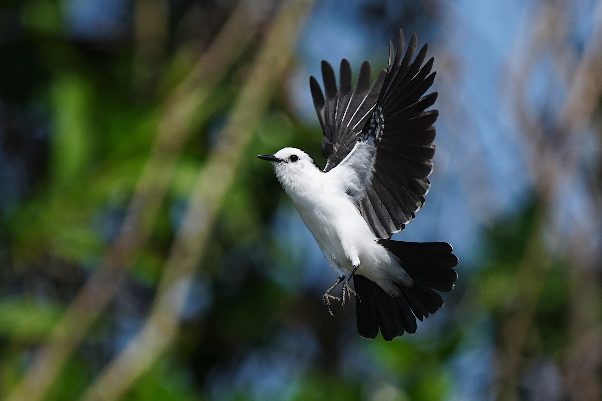 Pantanal photo tour