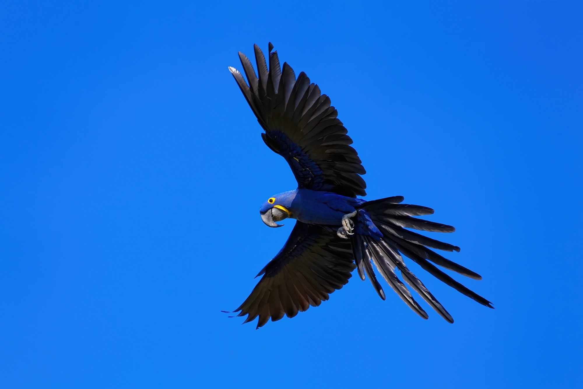 Pantanal photo tour with Don Mammoser