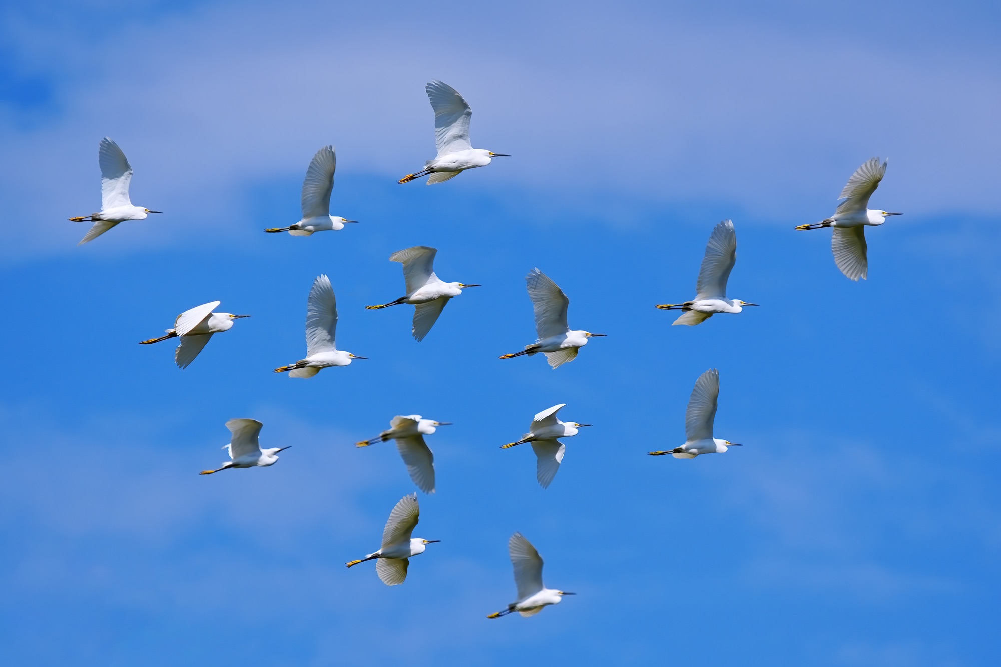 Pantanal photo tour with Don Mammoser