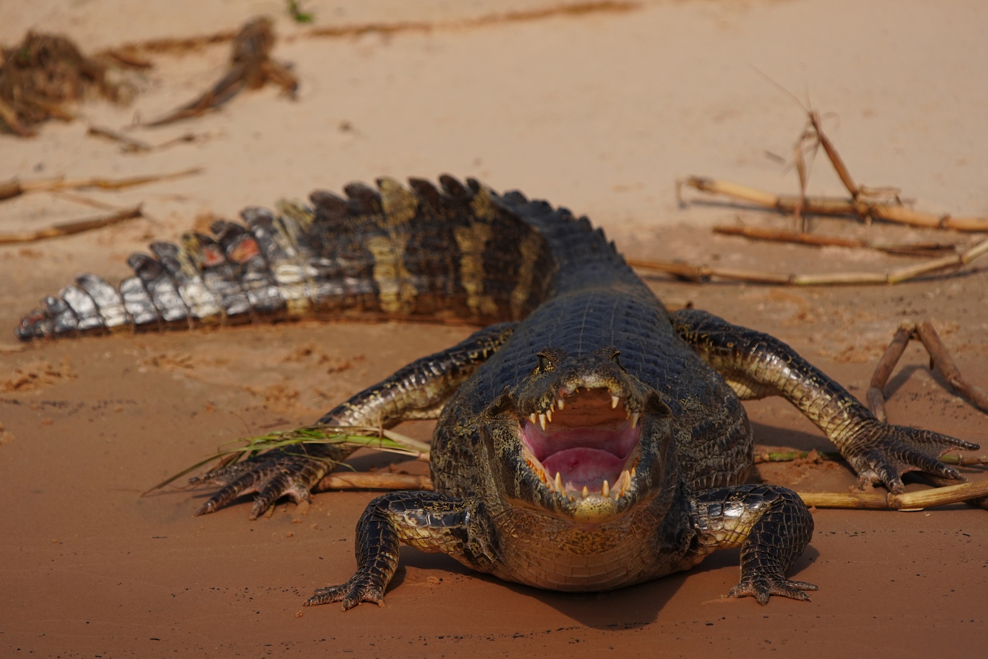 Pantanal photo tour with Don Mammoser