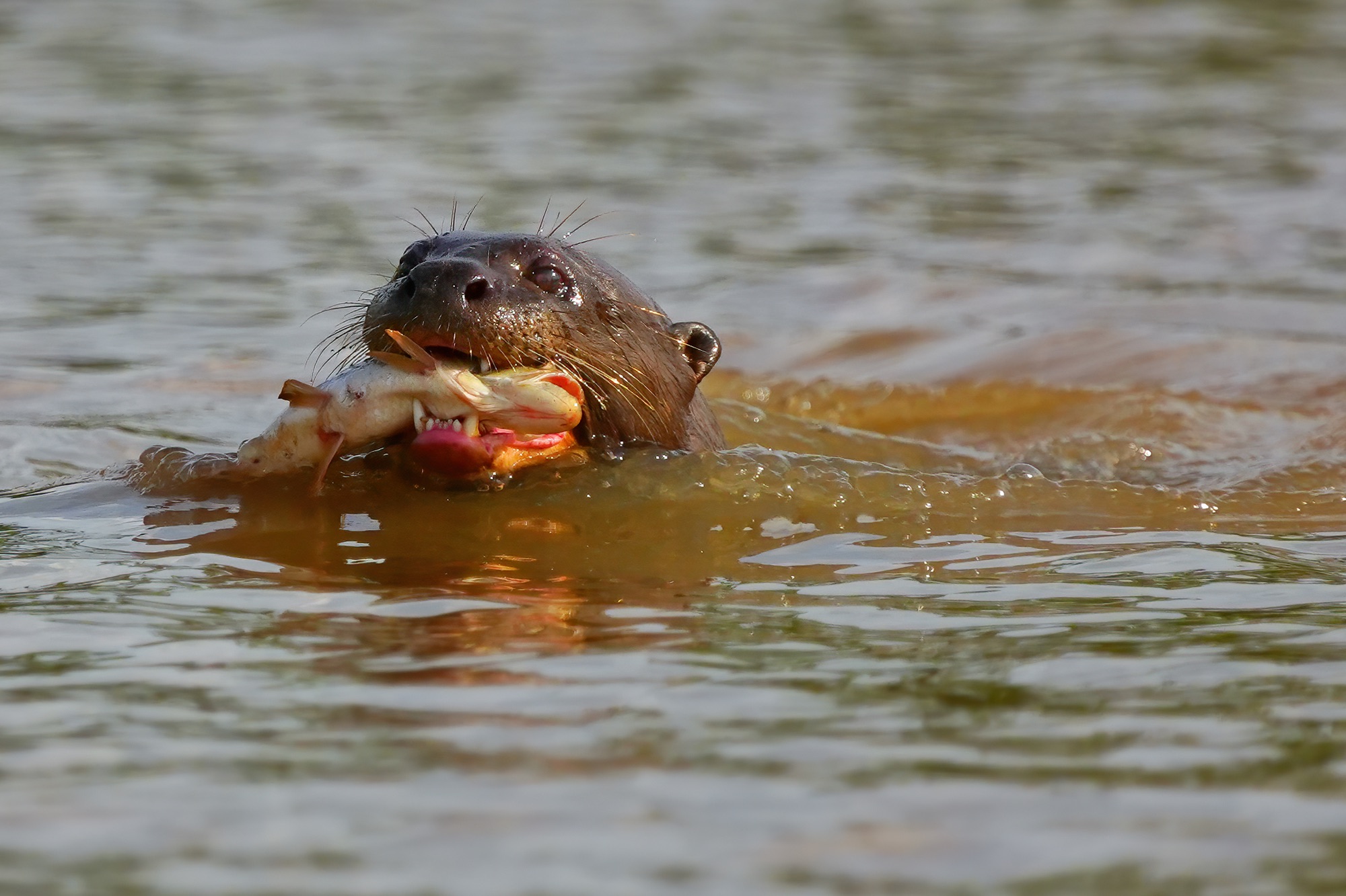 Pantanal photo tour with Don Mammoser