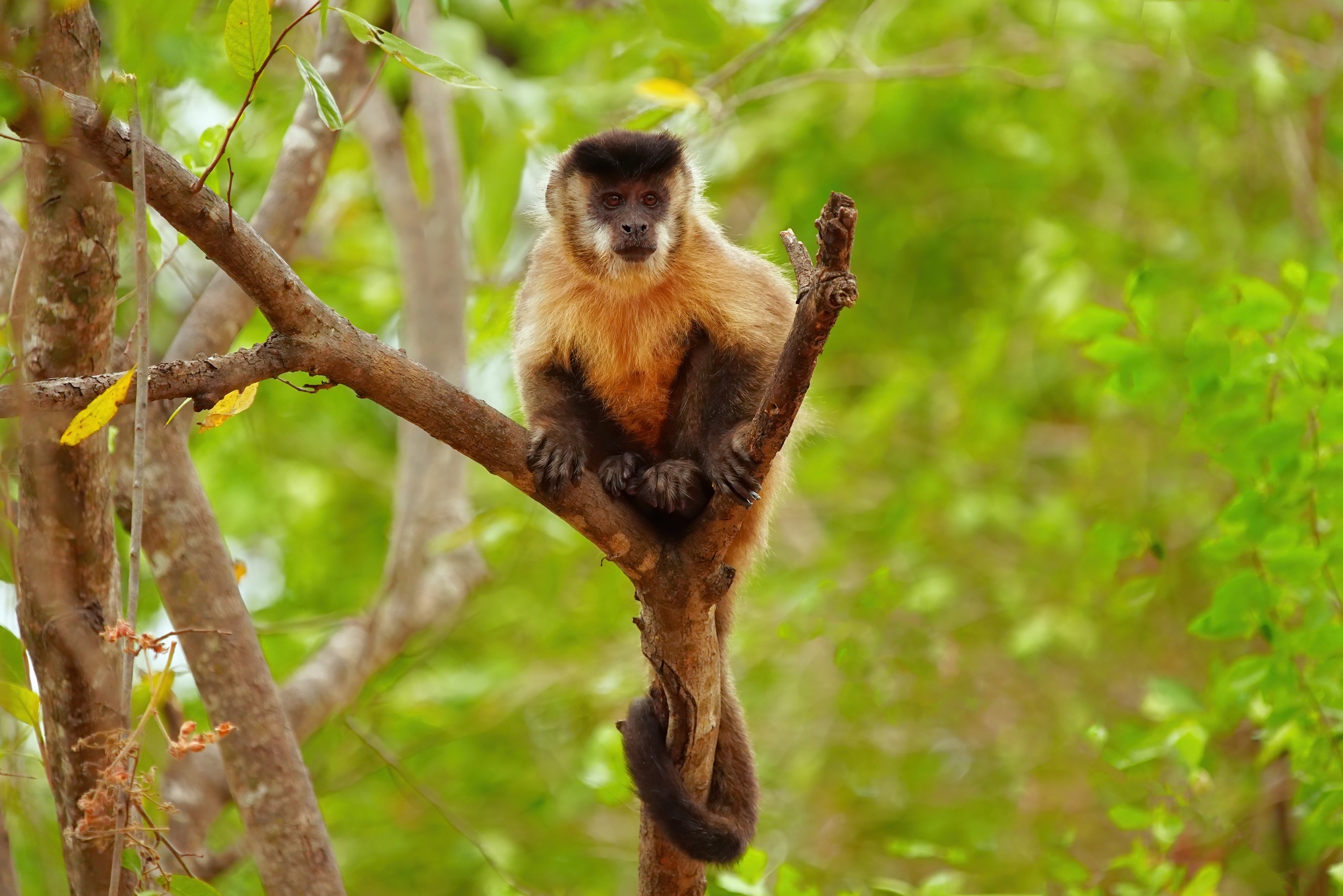 Pantanal photo tour with Don Mammoser