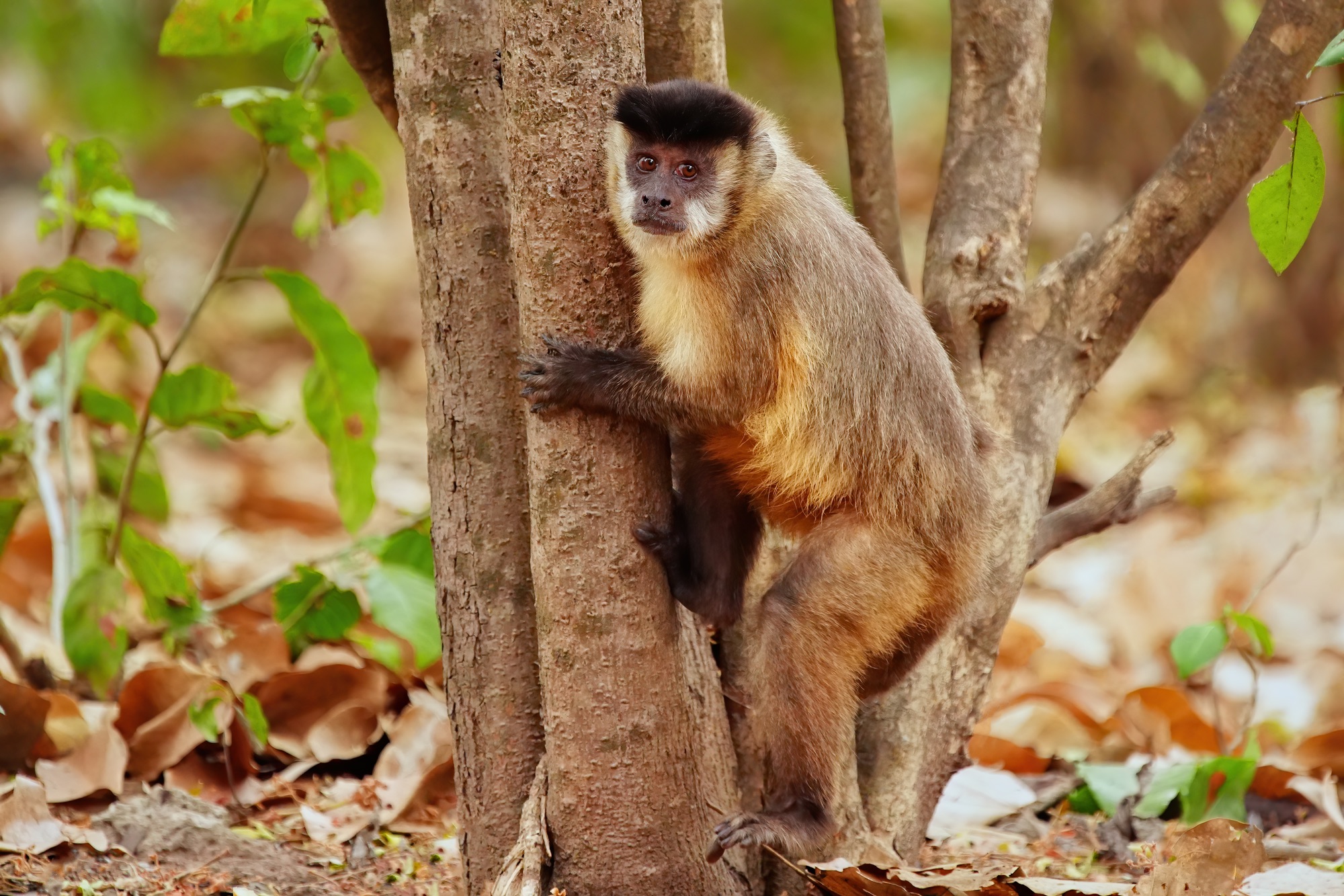Pantanal photo tour with Don Mammoser
