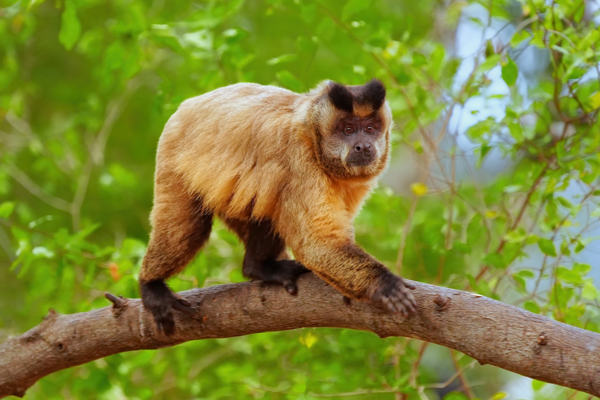 Pantanal photo tour with Don Mammoser