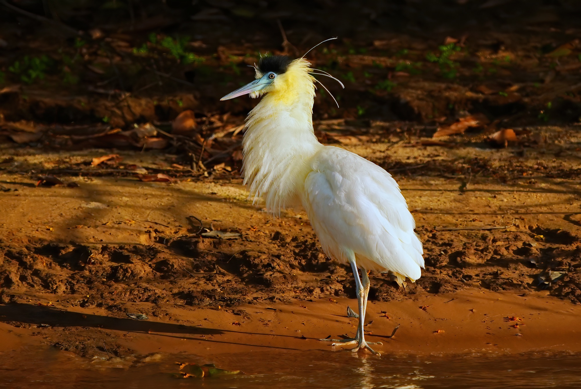 Pantanal photo tour with Don Mammoser
