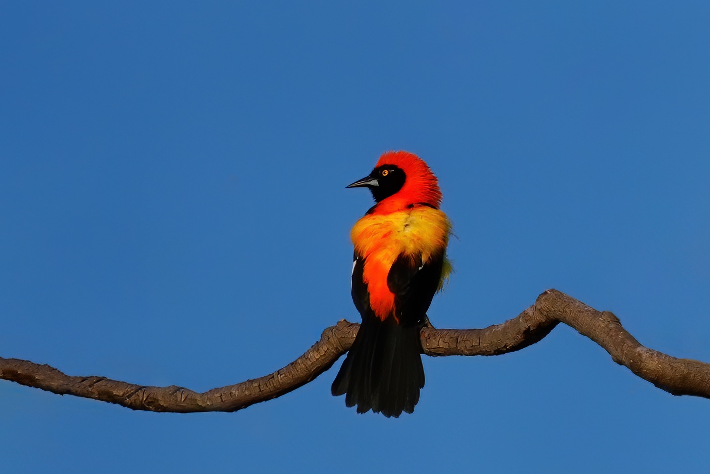 Pantanal photo tour with Don Mammoser