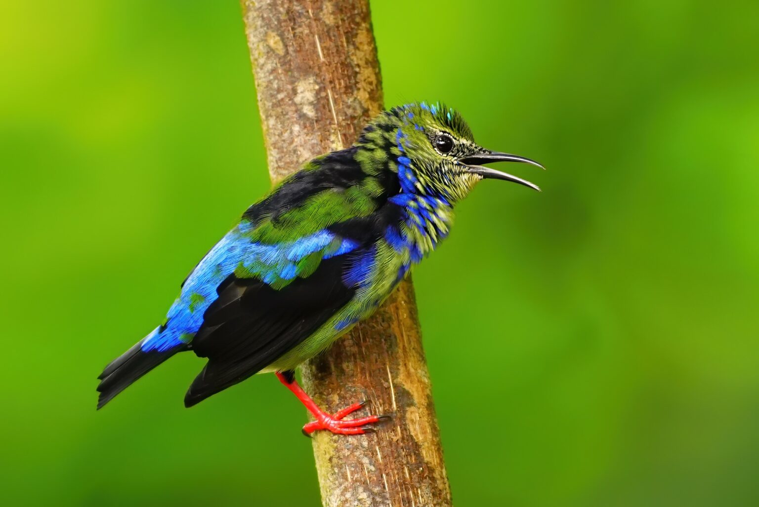 Guided photo tour to Costa Rica with Don Mammoser