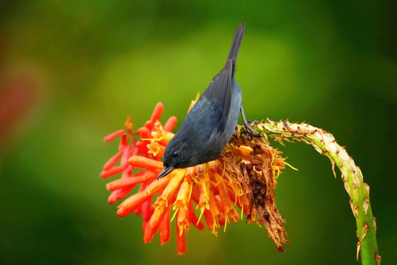Guided photo tour to Costa Rica with Don Mammoser