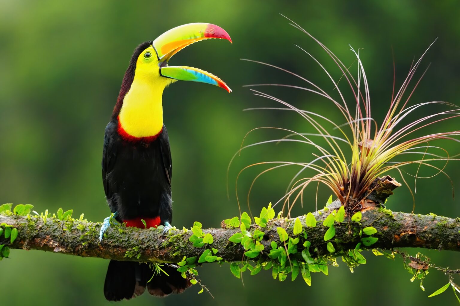 Guided photo tour to Costa Rica with Don Mammoser