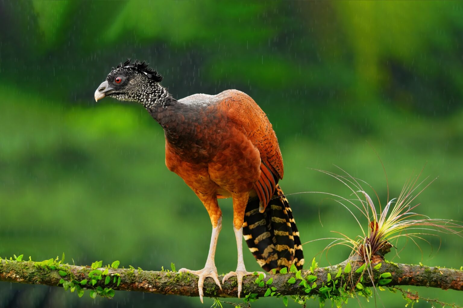 Guided photo tour to Costa Rica with Don Mammoser