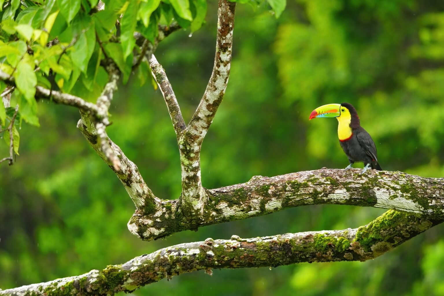 Guided photo tour to Costa Rica with Don Mammoser