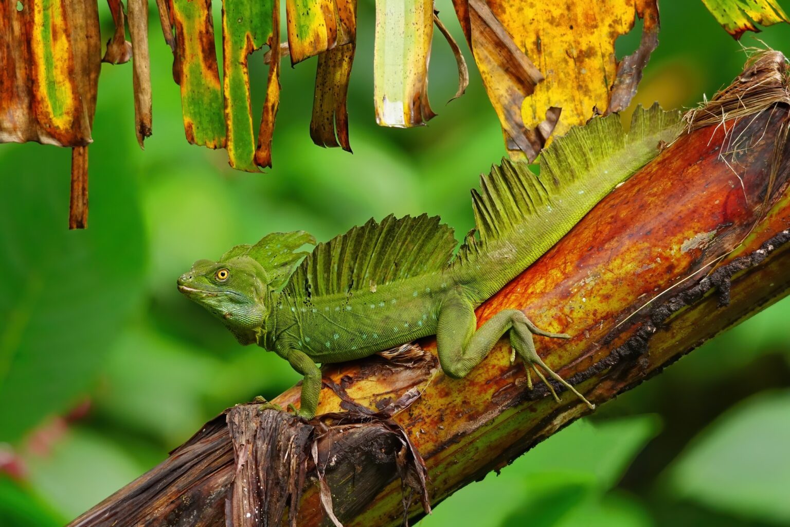 Guided photo tour to Costa Rica with Don Mammoser