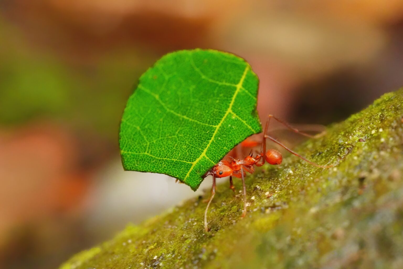 Guided photo tour to Costa Rica with Don Mammoser