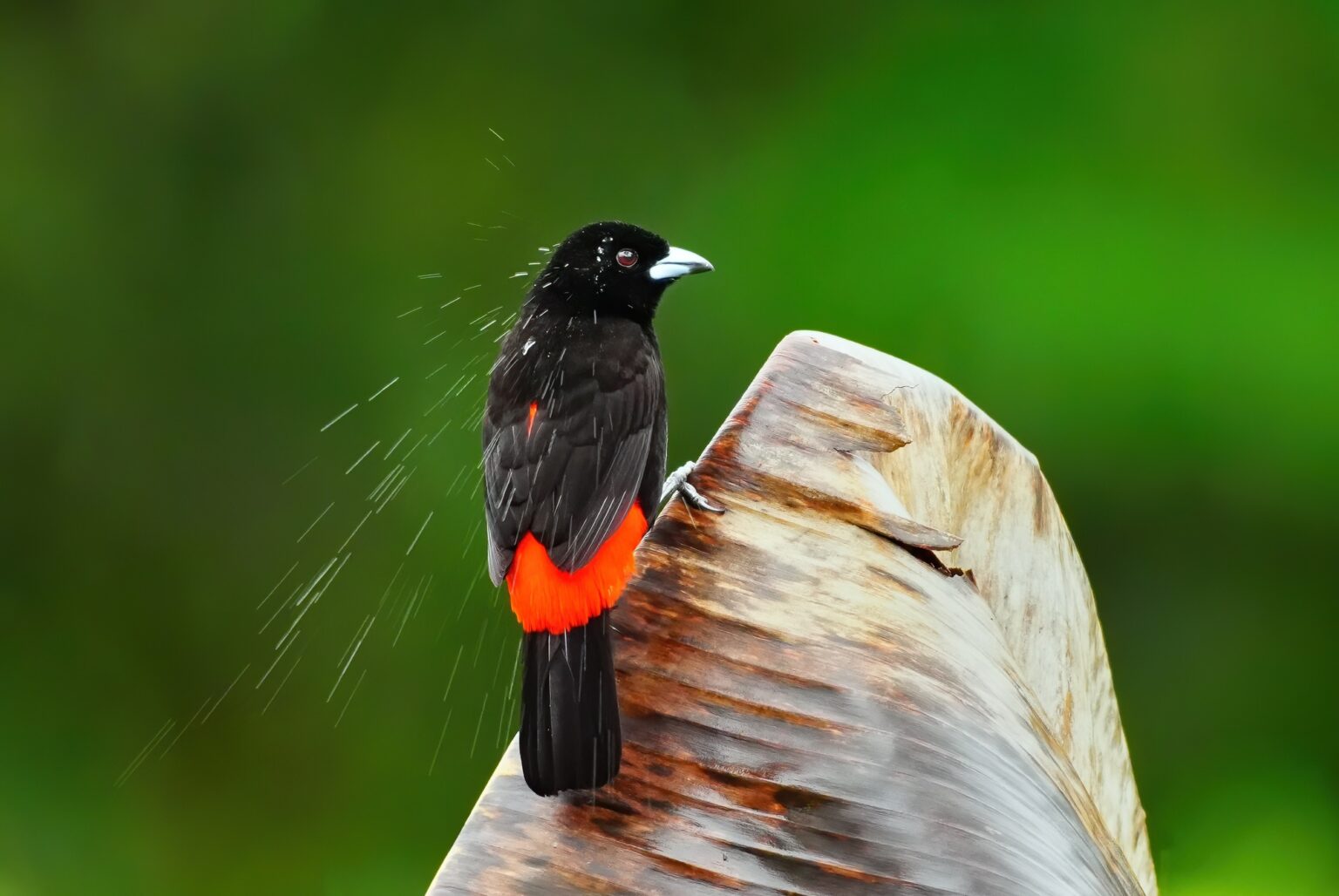 Guided photo tour to Costa Rica with Don Mammoser