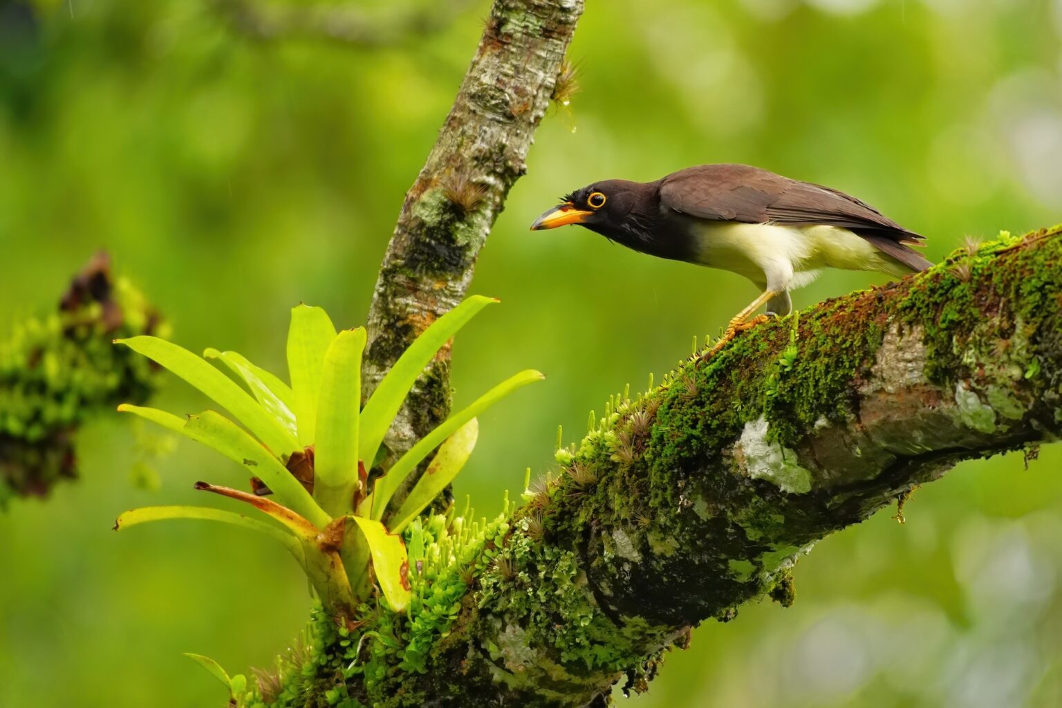 Guided photo tour to Costa Rica with Don Mammoser