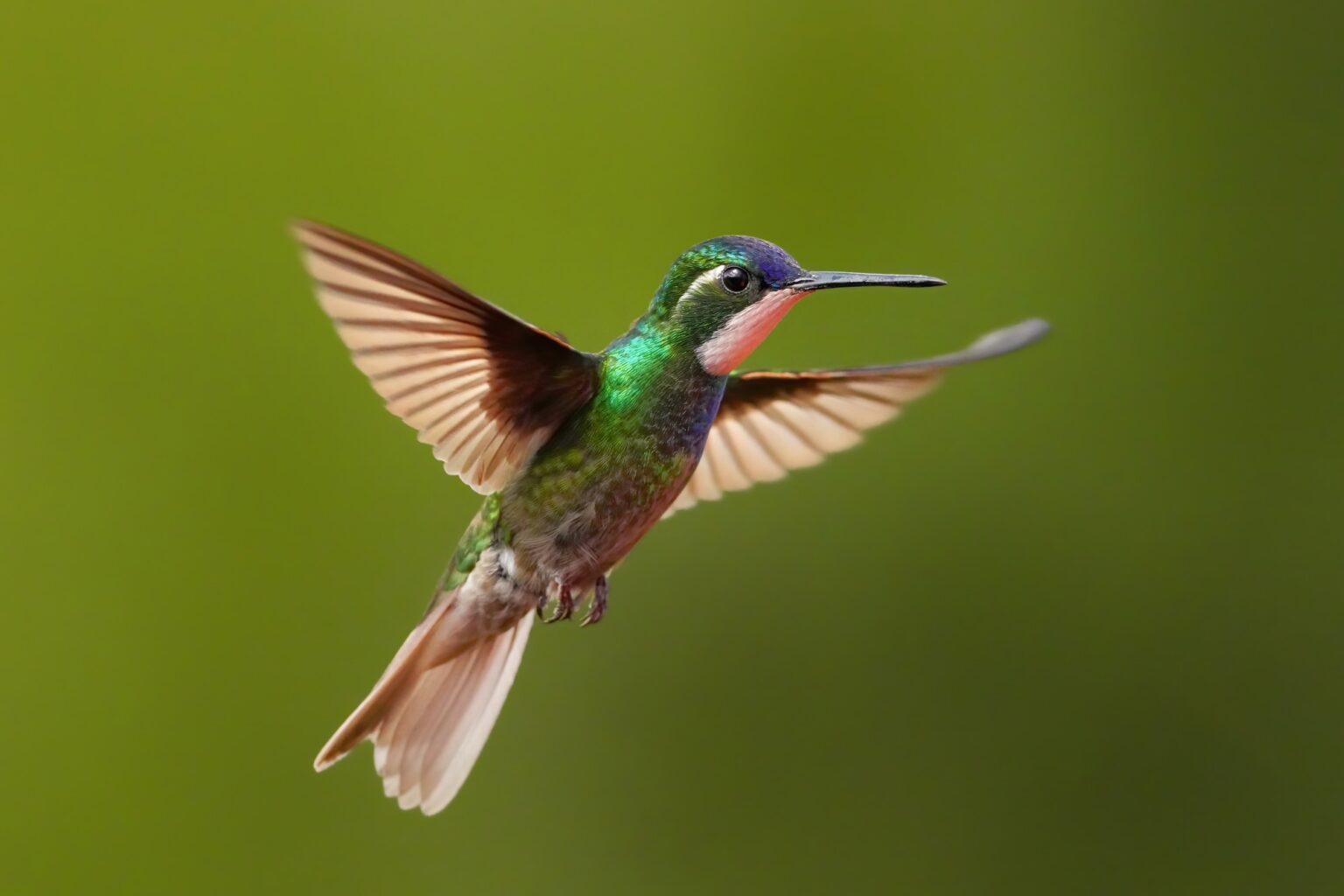 Guided photo tour to Costa Rica with Don Mammoser