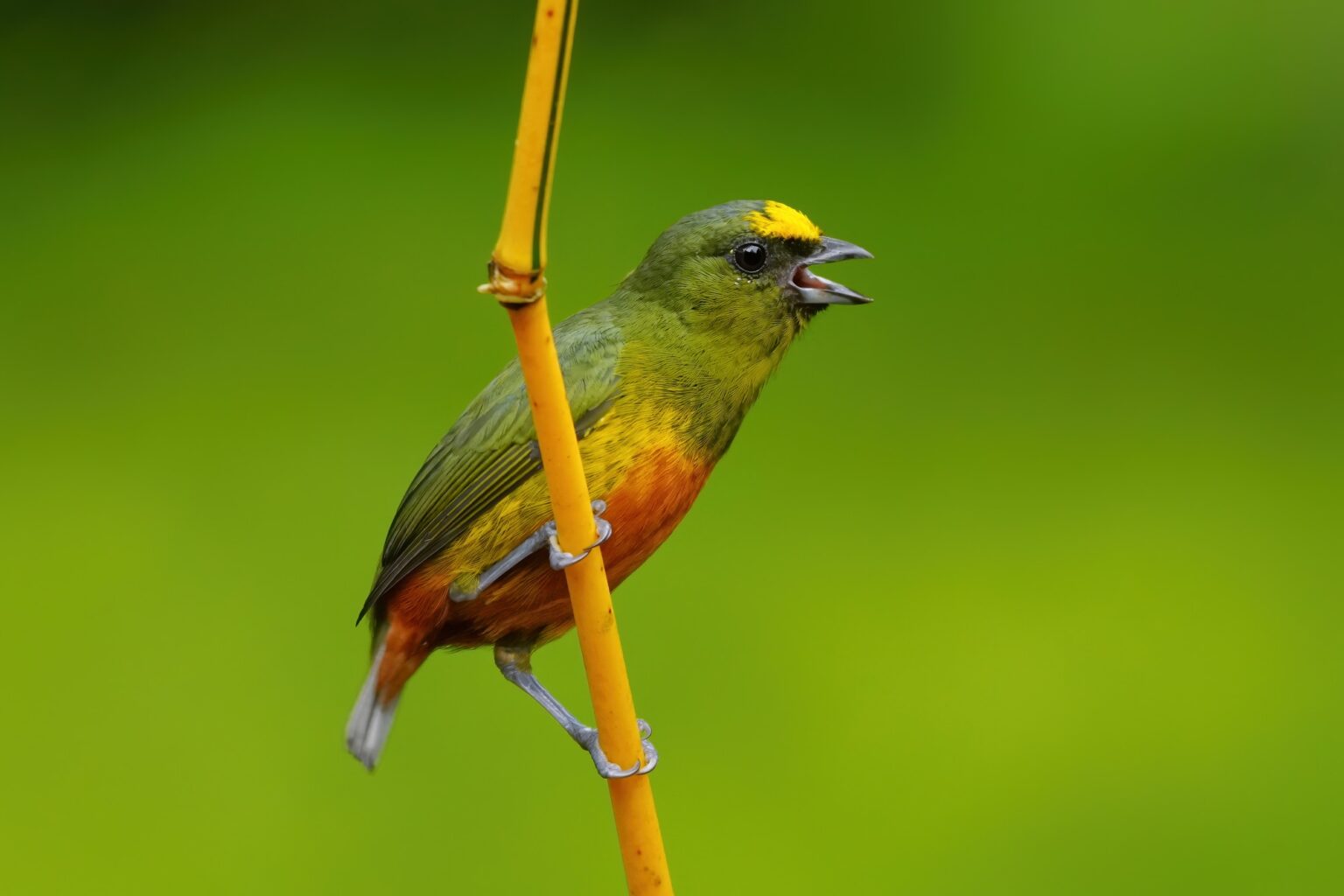 Guided photo tour to Costa Rica with Don Mammoser
