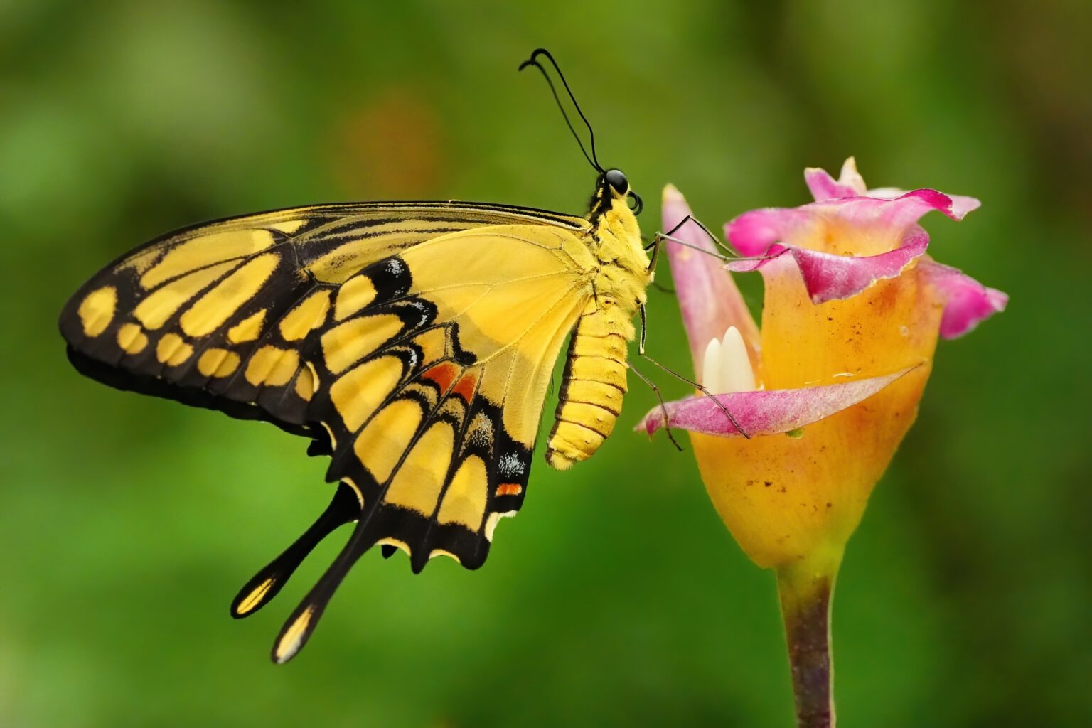 Guided photo tour to Costa Rica with Don Mammoser