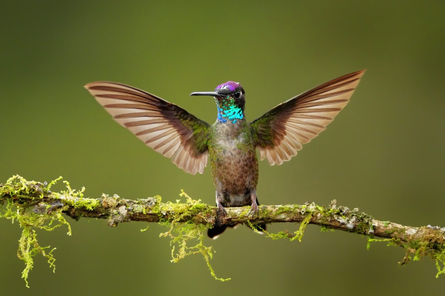 Guided photo tour to Costa Rica with Don Mammoser