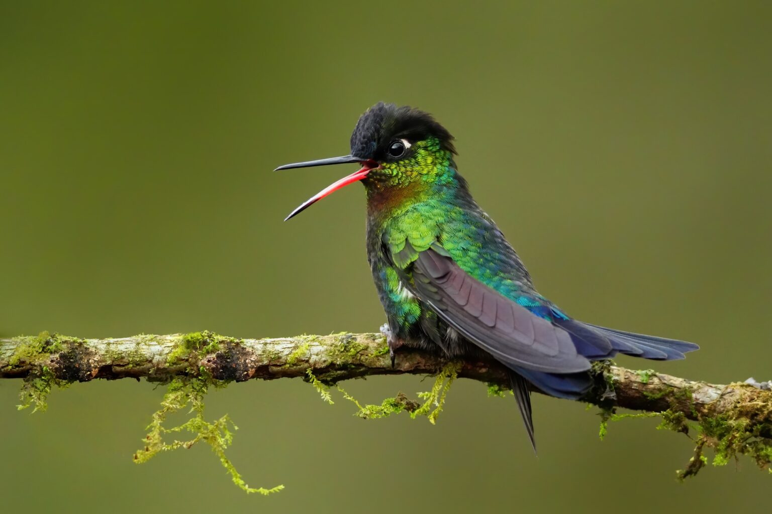 Guided photo tour to Costa Rica with Don Mammoser