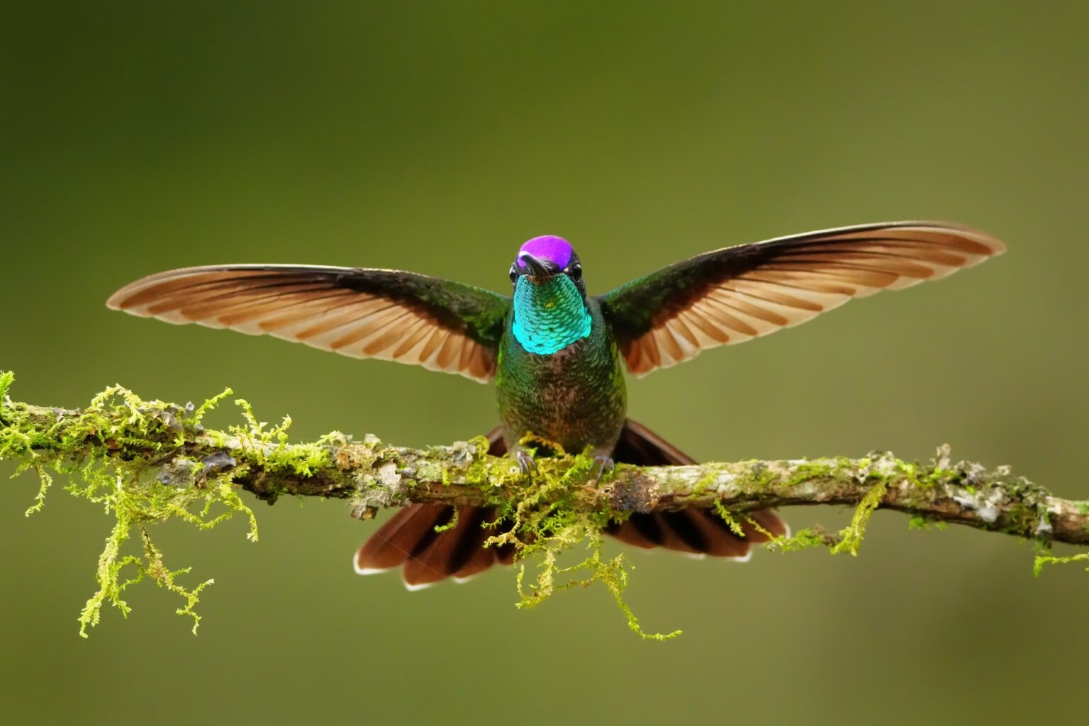 Magnificent Hummingbird