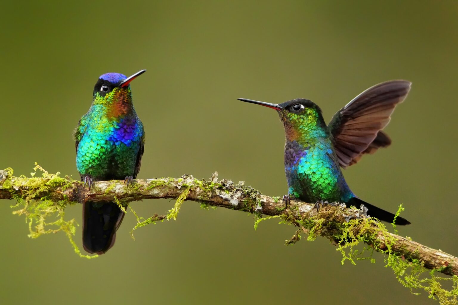 Guided photo tour to Costa Rica with Don Mammoser