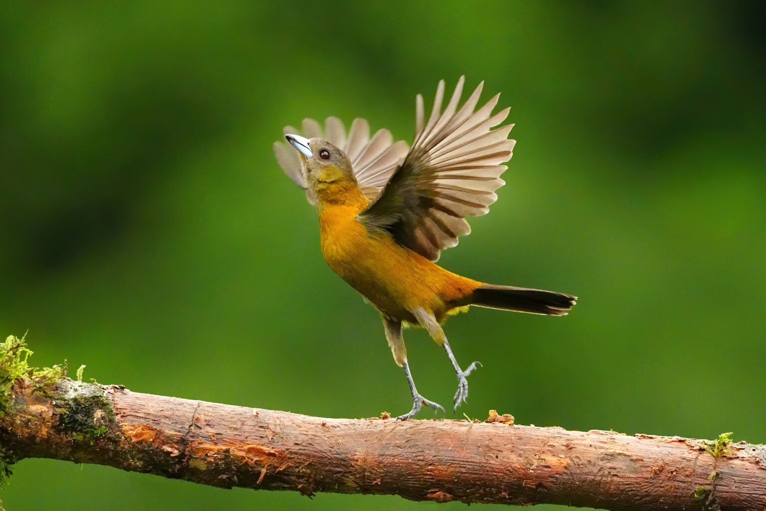 Guided photo tour to Costa Rica with Don Mammoser