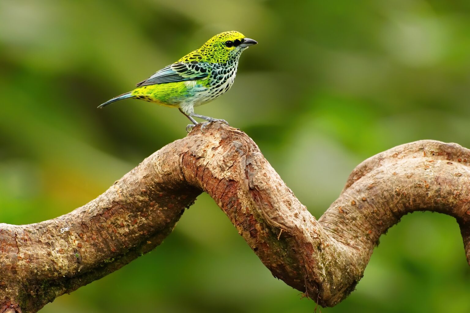 Guided photo tour to Costa Rica with Don Mammoser