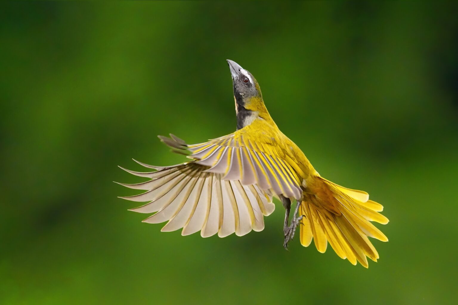 Guided photo tour to Costa Rica with Don Mammoser
