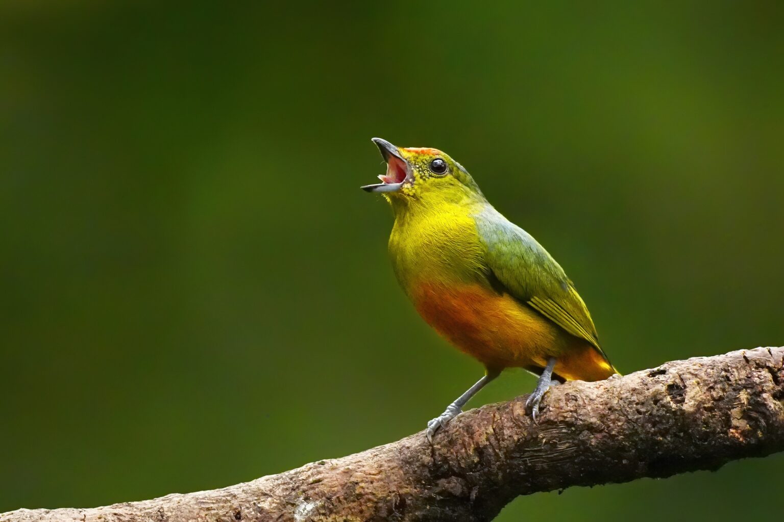 Guided photo tour to Costa Rica with Don Mammoser