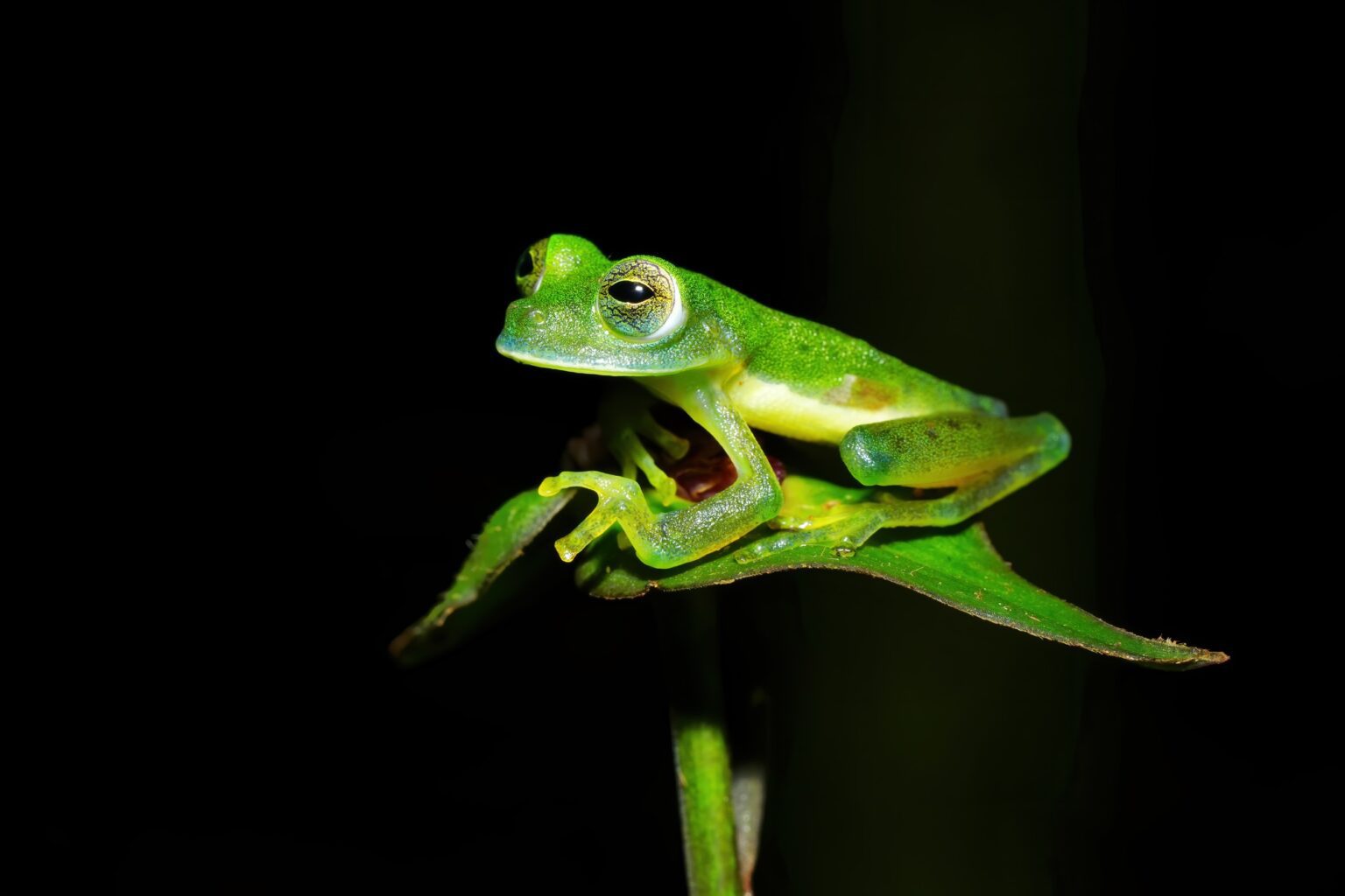 Guided photo tour to Costa Rica with Don Mammoser