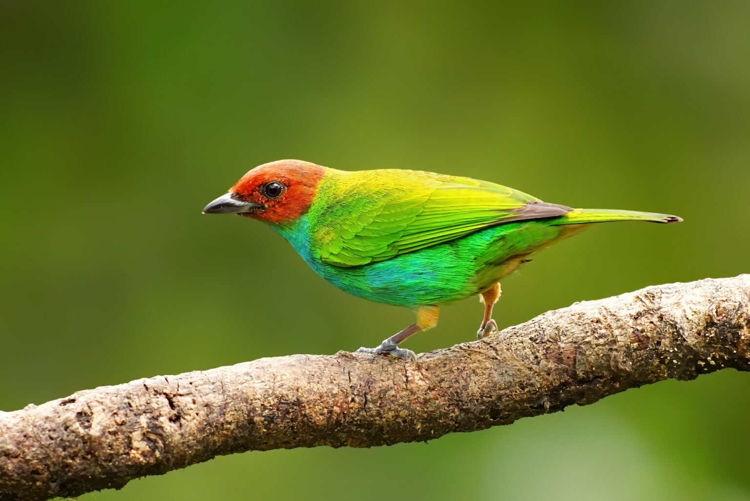 Guided photo tour to Costa Rica with Don Mammoser