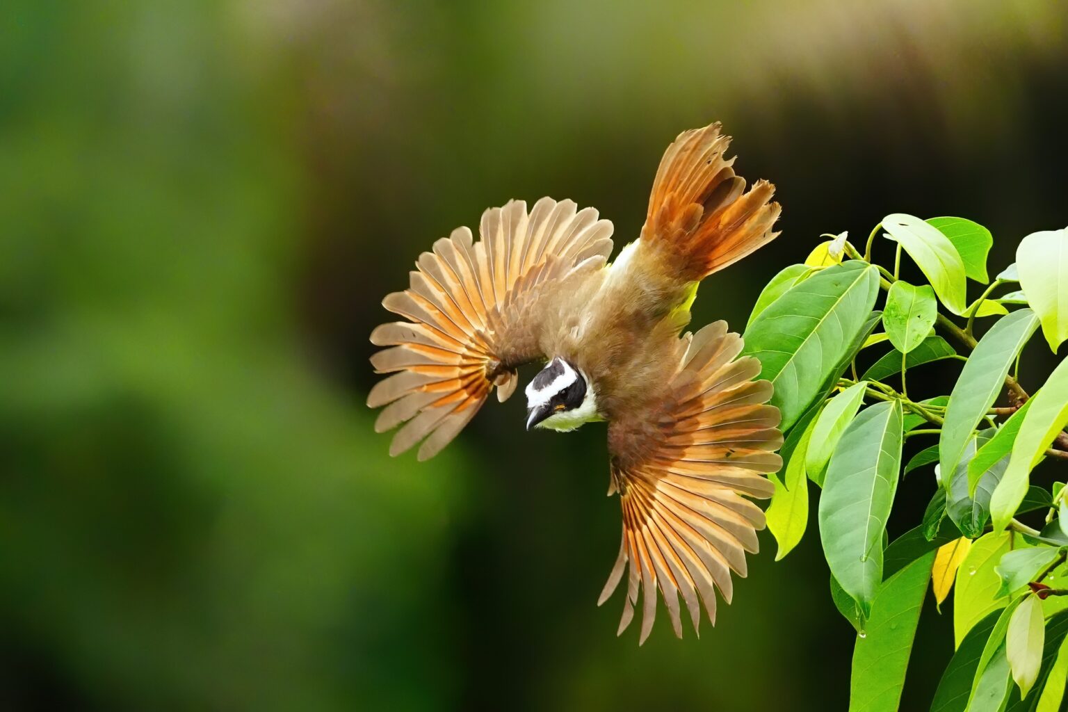 Guided photo tour to Costa Rica with Don Mammoser