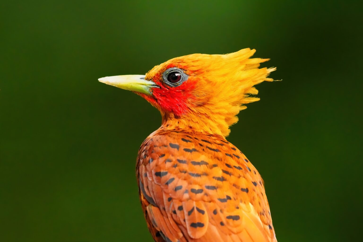 Guided photo tour to Costa Rica with Don Mammoser