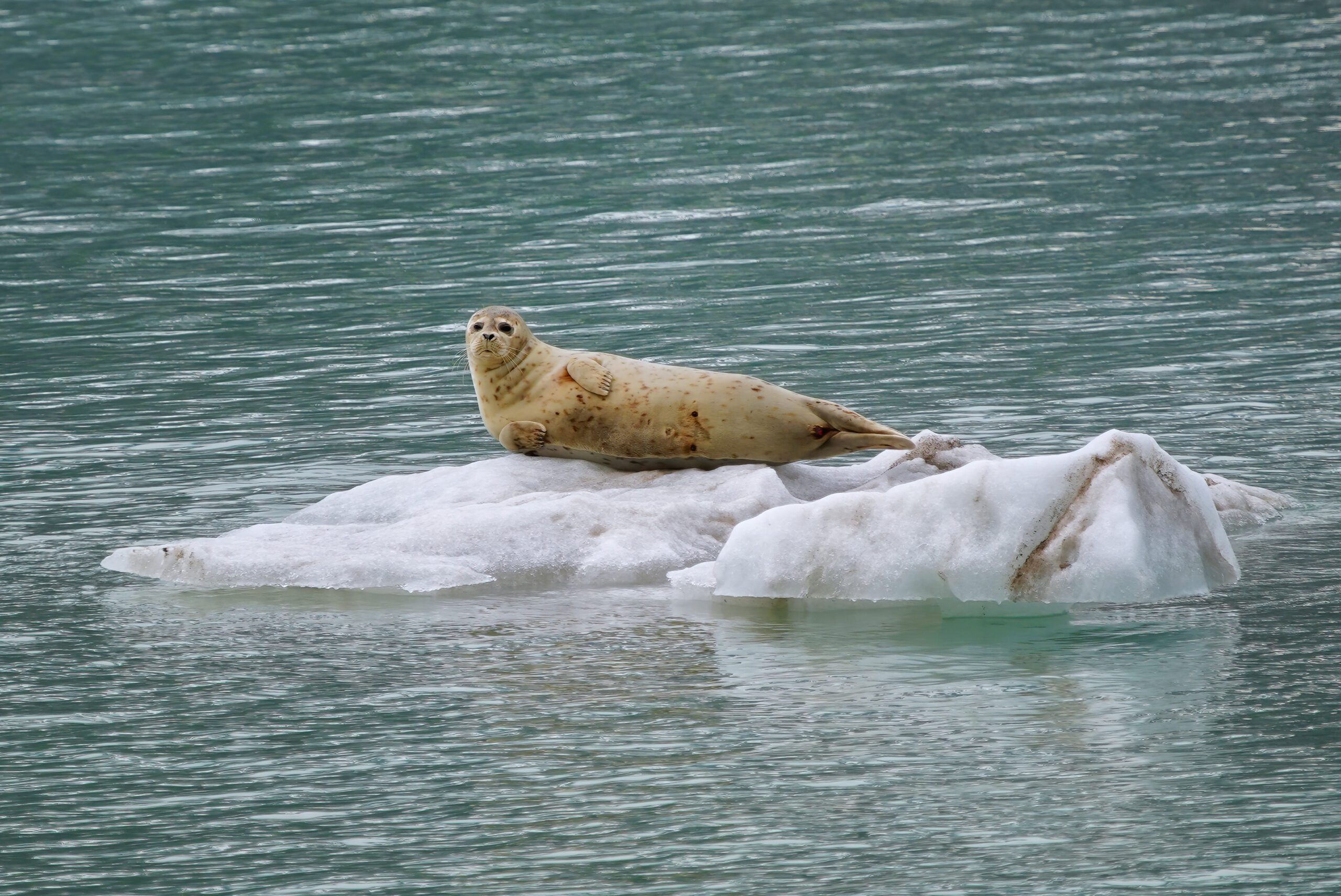 Alaska's inside passage guided photo tour with Don Mammoser