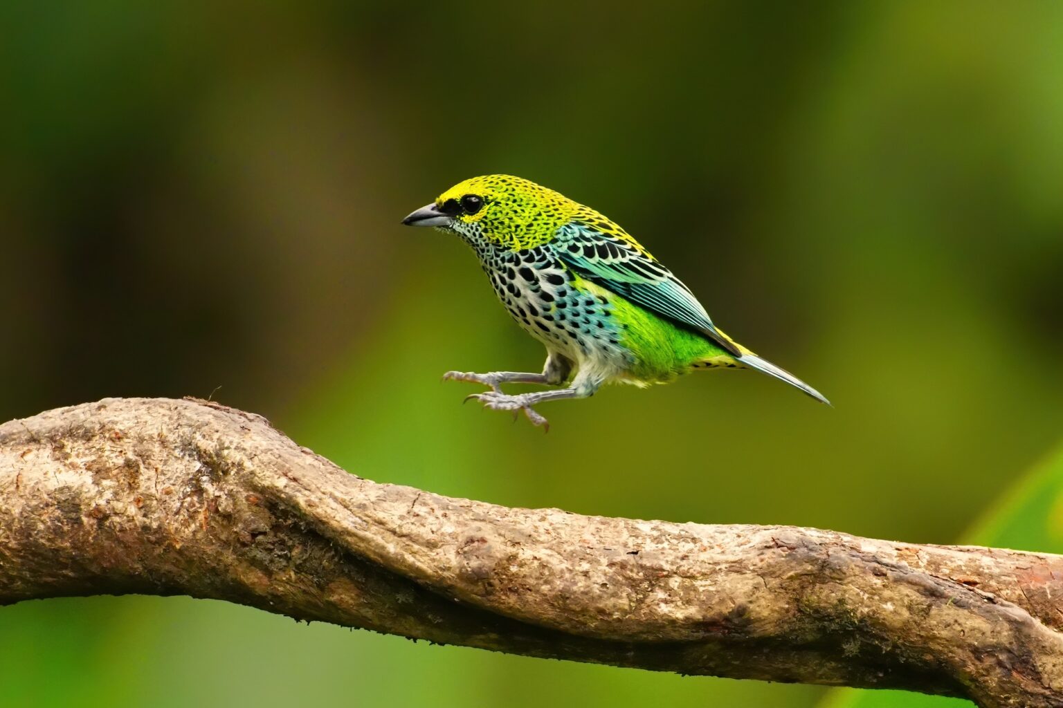 Guided photo tour to Costa Rica with Don Mammoser