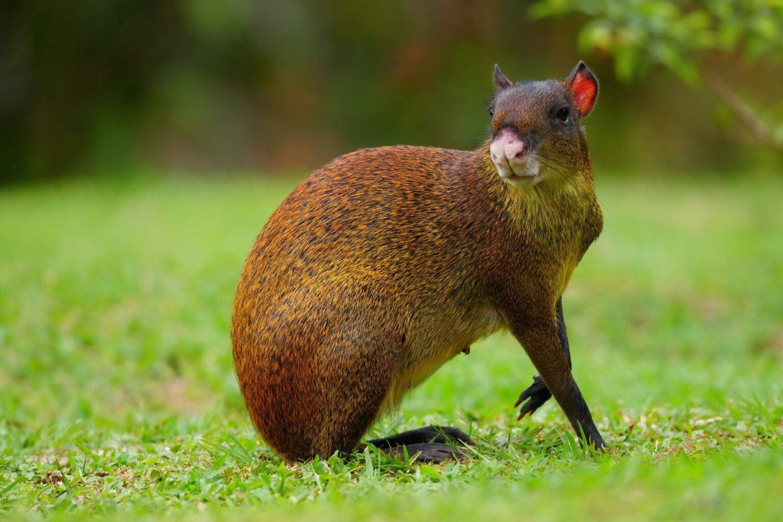 Guided photo tour to Costa Rica with Don Mammoser